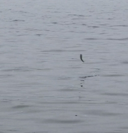 イナっこの大群